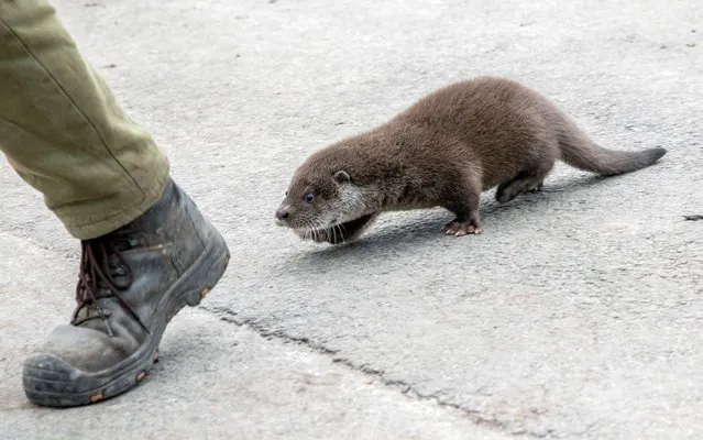 A rescued orphaned European otter pup (Lutra lutra) in the Szeged Zoo in Szeged, Hungary, 21 February 2020. Arthur, the 10-week old pup was found next to a fishing pond by a couple, who took him to the zoo's Nature Conservation Rescue Centre. (Photo by Tibor Rosta/EPA/EFE/Rex Features/Shutterstock)