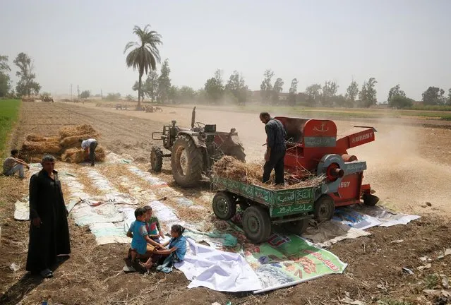An Egyptian farmer Hussien Yaser, 54, and members of his family use a threshing machine as they harvest their wheat crop in Qaha, El-Kalubia governorate, northeast of Cairo, Egypt May 5, 2016. (Photo by Amr Abdallah Dalsh/Reuters)