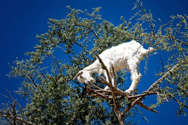 A goat stands in a tree. (Photo by Burak Senbak/Caters News)
