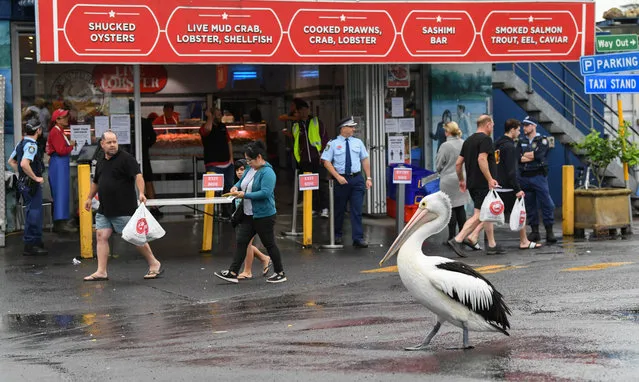Pelicans watch customers as they enter fish shops with police officers ensuring safe behaviour at Sydney Fish Market on April 10, 2020 in Sydney, Australia. With strict social distancing rules in place due to COVID-19, the Sydney Fish Market has implemented new measures for Easter weekend including additional crowd control to limit how many people can be on site at one time will be in place. Public gatherings are now limited to two people, while Australians are being urged to stay home unless absolutely necessary in a bid to reduce the spread of COVID-19. New South Wales and Victoria have also enacted additional lockdown measures to allow police the power to fine people who breach the two-person outdoor gathering limit or leave their homes without a reasonable excuse, such as grocery shopping, medical purposes, for exercise, or to go to work. (Photo by James D. Morgan/Getty Images)
