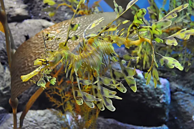 Leafy sea dragon