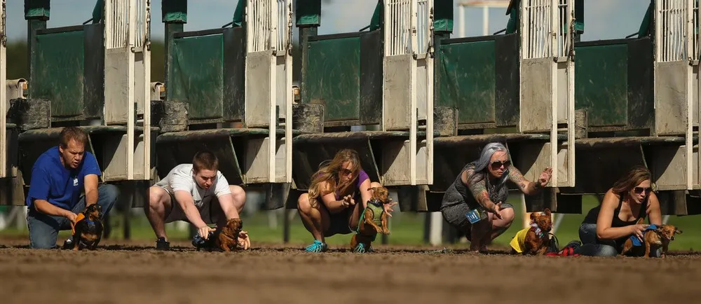 A Dog Race in Shakopee, Minnesota
