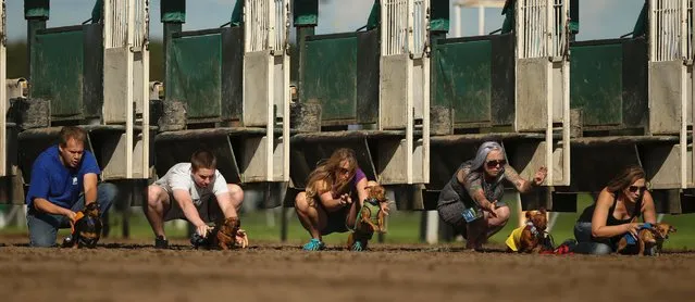 Handlers release the dogs at the start of the Championship race, September 1, 2014, at Canterbury Park, in Shakopee, Minn. (Photo by Jeff Wheeler/AP Photo/The Star Tribune)