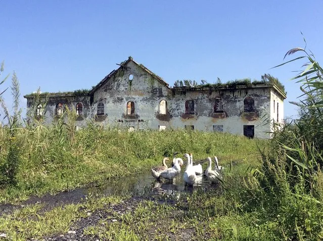 A flock of geese feeds in front of an abandoned building at the settlement of Khasan on the Russia-China-North Korea border, Russia, September 4, 2015. With weeds choking the husks of many of its abandoned buildings, the tiny settlement of Khasan on the Russia-China-North Korea border is an object of curiosity for Chinese tourists and a symbol of neglect in Russia's Far East. (Photo by Lidia Kelly/Reuters)