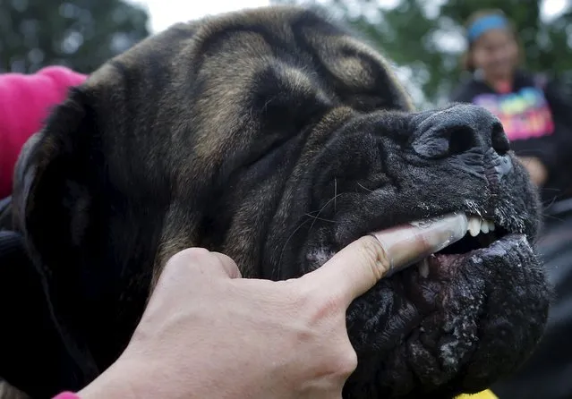 Harry, an Old English Mastiff, gets his teeth brushed as part of an effort  to set a Guiness World Record for most people brushing dogs teeth simultaneously at the Somerville Dog Festival in Somerville, Massachusetts September 13, 2015. (Photo by Brian Snyder/Reuters)