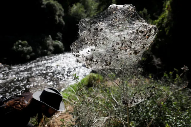 Igor Armicach, a doctoral student at Hebrew University's Archnid Collection looks onto giant spider webs, spun by long-jawed spiders (Tetragnatha), covering sections of the vegetation along the Soreq creek bank, near Jerusalem on November 7, 2017. (Photo by Ronen Zvulun/Reuters)