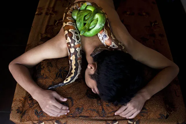 A customers undertakes a massage using pythons at Bali Heritage Reflexology and Spa on October 27, 2013 in Jakarta, Indonesia. (Photo by Ulet Ifansasti/Getty Images)