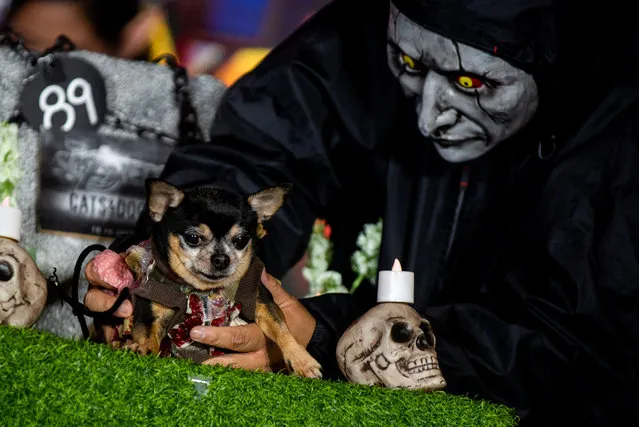 A pet owner holds his dog during a halloween pet costume competition, in Quezon City, Metro Manila, Philippines on October 30, 2022. (Photo by Lisa Marie David/Reuters)
