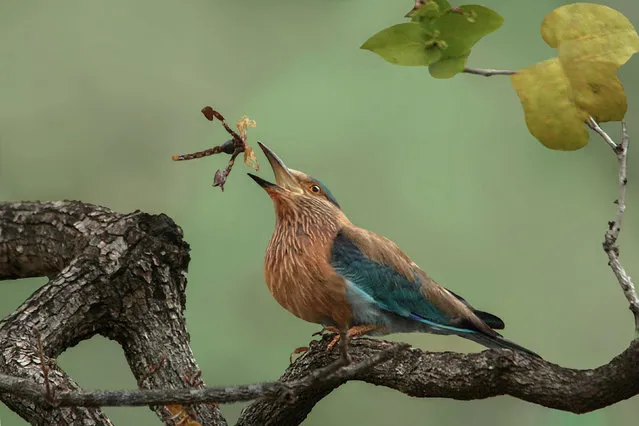 Honourable mention, Behaviour category. Toss the scorpion – Indian roller playing with its kill by Susmita Datta. The image was taken during an early morning safari drive at Tadoba Andhari Tiger Reserve in India. (Photo by Susmita Datta/PA Wire/Royal Society Publishing Photography Competition 2017)