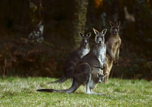Kangaroos, including one carrying a joey in its pouch, stand by the side of a road on Mount Macedon, outside Melbourne, Australia, September 20, 2015. (Photo by Darrin Zammit Lupi/Reuters)