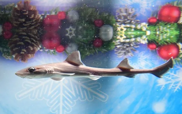 Four week old tope babies swim around, reflecting on the water surface of the Aquadom and Sea Life, festively decorated for St. Nicholas in Berlin, Germany, 5 December 2017. The six tope babies are currently around 25 centimetres big - they can grow up to 2 metres in length. They will be moved to the ray aquarium soon. (Photo by Jens Kalaene/DPA/Zentralbild)