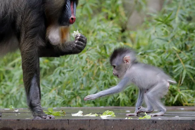 A 1-month old baby Mandrill hangs out by its mother Jinx, at the Audubon Zoo in New Orleans, Monday, July 6, 2020. This is the second offspring for mother, Jinx, and father, Mapema. The zoo is now open for a limited number of visitors with social distancing protocols in place, and visitors have to make reservations online to accommodate the special processes, due to the COVID-19 pandemic. (Photo by Gerald Herbert/AP Photo)