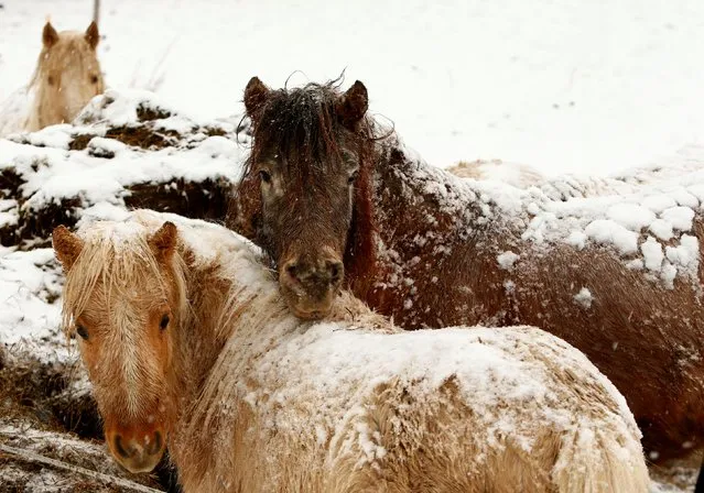 Horses are seen in the snow in Kaufbeuren, Germany December 10, 2017. (Photo by Michaela Rehle/Reuters)
