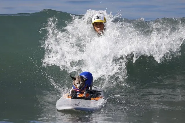 An owner pushes her dog onto a wave during the Surf City Surf Dog Contest in Huntington Beach, California September 27, 2015. (Photo by Lucy Nicholson/Reuters)