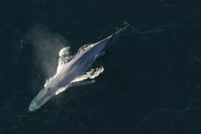 A blue whale surfaces to breathe in an undated picture from the U.S. National Oceanic and Atmospheric Administration (NOAA). Scientists said on Friday a study of blue whales off California's coast that used tags to track their movements and their prey, tiny shrimp-like crustaceans called krill, showed these marine mammals are not indiscriminate grazers as long thought. (Photo by Reuters/NOAA)