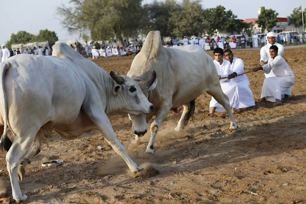 Bullfights in the United Arab Emirates
