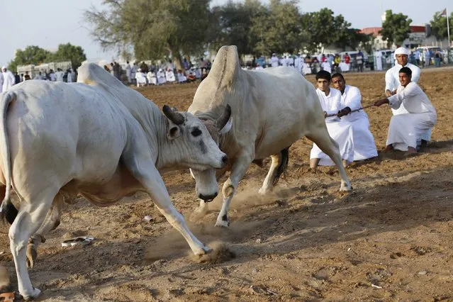 Men pull a rope to stop two bulls from locking horns during a bullfight in the eastern emirate of Fujairah October 17, 2014. (Photo by Ahmed Jadallah/Reuters)