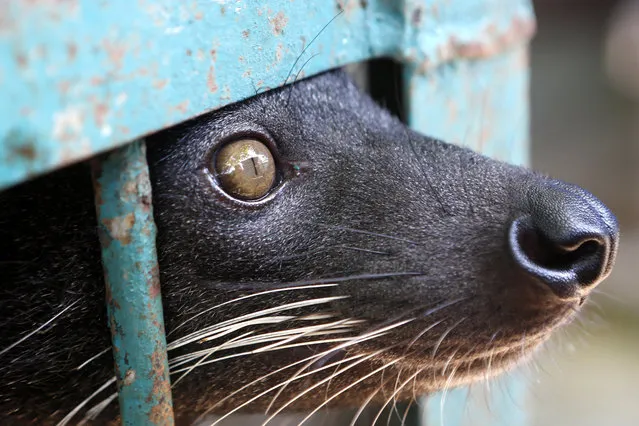 A wild animal, locally known as Binturung (Arctictis binturong) in a cage at Aceh Natural Resources Conservation Agency office at Banda Aceh, Indonesia, 12 January 2018. Aceh Natural Resources Conservation Agency received rare and protected animals from people who have them illegally as pets. The confiscated animals will soon be released to their habitat. (Photo by Hotli Simanjuntak/EPA/EFE)