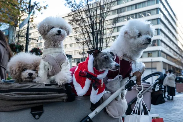 A group of dogs – one in a Santa Claus outfit – sit in a pushchair along a street in downtown Tokyo on December 20, 2022. (Photo by Richard A. Brooks/AFP Photo) 