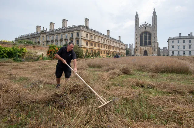 Head gardener Steve Coghill rakes the freshly mown wildflower meadow at King's College in Cambridge on August 11, 2020 which features harebells, buttercups, poppies and cornflowers to create a “biodiversity-rich ecosystem” on an area that had been lush lawn since the 1720s . (Photo by Joe Giddens/PA Images via Getty Images)
