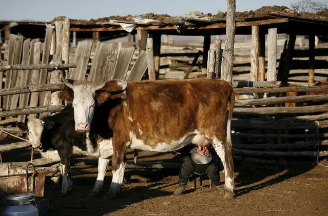 Orlamai Ondar, sister of a herder and farmer Stai-ool Ondar, milks a cow at their family farm located near the Cheder Lake outside the village of Kur-Cher in Tuva region, Southern Siberia, Russia, October 8, 2015. (Photo by Ilya Naymushin/Reuters)