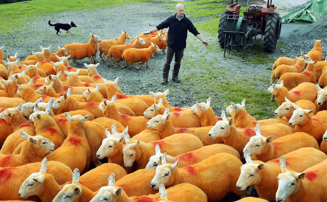 Farmer Pip Simpson who has resorted to painting his herd of Cheviot ewes orange, in his battle against sheep rustlers in Westmorland, UK on September 22, 2016. A sheep farmer has Tango-ed his flock with bright orange dye, to stop them being stolen. Pip Simpson has sprayed 800 of his Cheviots, after losing 300 to rustlers in the last four years. The only solution we could find was to make them completely different to everybody elses so theyve been sprayed luminous orange, said Pip, 50, from Troutbeck, Cumbria. Its just a dye  theres no chemicals or anything and its not going to harm them at all. (Photo by Cascade News)