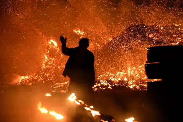 A man stands among the flames of a fire in La Floresta, Uruguay, 26 January 2023. The fire grew due to intense winds amid drought conditions and has resulted in several casualties. (Photo by Federico Gutierrez/EPA/EFE)