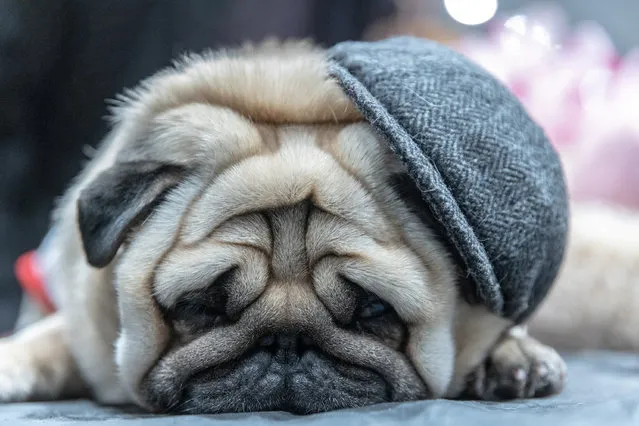 A Pug sleeps during the American Kennel Club's (AKC) Meet the Breeds event in New York, U.S., January 29, 2023. (Photo by Jeenah Moon/Reuters)