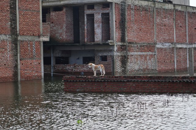A stray dog stands on the roof of a submerged house along the banks of the river Ganga following heavy monsoon rains in Prayagraj, India, Tuesday, August 5, 2025. (Photo by Rajesh Kumar Singh/AP Photo)