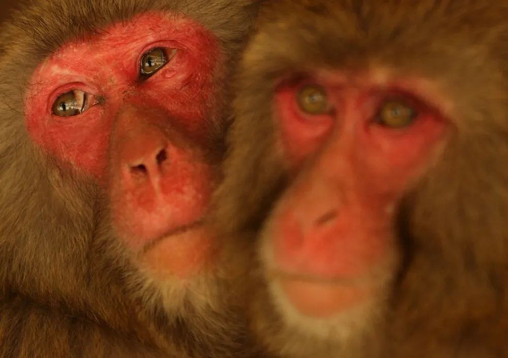 Japanese Macaque Monkeys Suffer Hay Fever