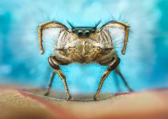 Arachnids category 3rd place: dancing spider by Raed Ammari. Male jumping spiders (in this case a Phidippus insignarius) perform a courtship dance in which they almost form a heart shape with their legs. This one was shot in Colorado. (Photo by Raed Ammari/Luminar Bug Photographer of the Year 2020)