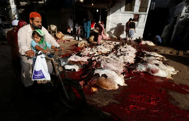 A man rides past slaughtered sheep and goats on a street in Karachi, Pakistan, September 13, 2016. (Photo by Akhtar Soomro/Reuters)