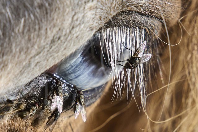 Flies sit around the eye of a horse in Wehrheim, Germany, on Thursday, September 4, 2025. (Photo by Michael Probst/AP Photo)