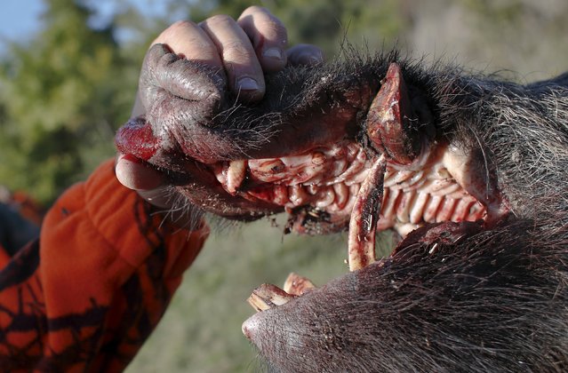 A dead wild boar is seen during a hunt in Castell'Azzara, Tuscany, central Italy, October 23, 2015. (Photo by Max Rossi/Reuters)