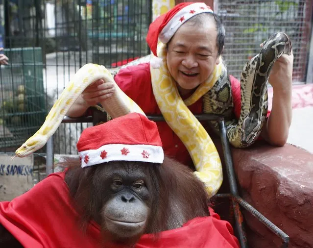 Zoo owner Manny Tangco holds snakes around his neck behind an Orangutan during the Animal Christmas party at Malabon Zoo in Manila December 18, 2014. (Photo by Erik De Castro/Reuters)