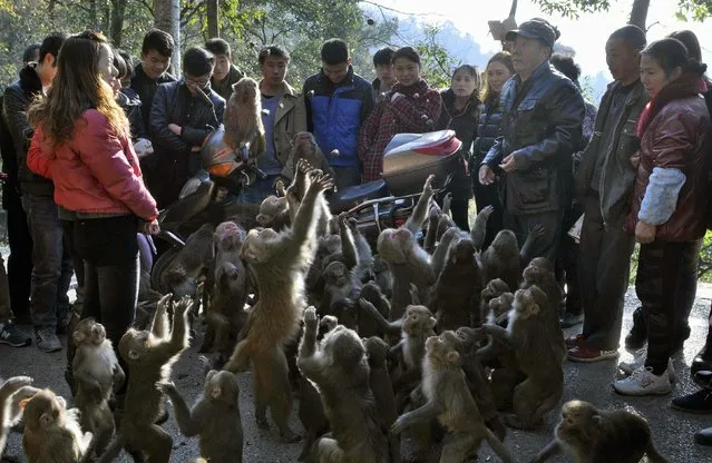 Wild macaques rise to grab food thrown by locals at a wildlife park on Qianling Mountain, in Guiyang, Guizhou province December 17, 2014. (Photo by Reuters/Stringer)