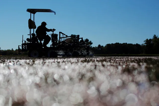 Workers harvest cranberries from one of third-generation farmer Larry Harju's bogs in Carver, Massachusetts, U.S. October 14, 2016. According to Ocean Spray cranberries were first cultivated commercially in 1816, making this the 200th global harvest of commercially grown cranberries. (Photo by Brian Snyder/Reuters)