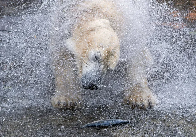 A photo made available on 13 October 2016 shows Vilma the polar bear pictured in her enclosure at the zoo in Rostock, Germany, 12 October 2016. The polar bears are temporarily leaving the zoo while their enclosure is rebuilt. (Photo by Jens Büttner/EPA)