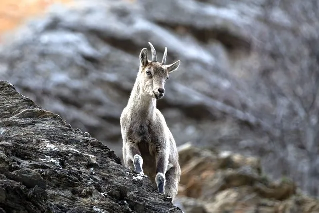 A wild goat under protection is seen on the steep cliffs in the Munzur Valley National Park in Tunceli, Turkiye on March 22, 2023. (Photo by Sidar Can Eren/Anadolu Agency via Getty Images)