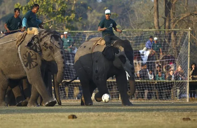 Elephants run after a ball while playing a soccer match during an Elephant Festival event at Sauraha in Chitwan, about 170 km (106 miles) south of Kathmandu December 26, 2014. (Photo by Navesh Chitrakar/Reuters)
