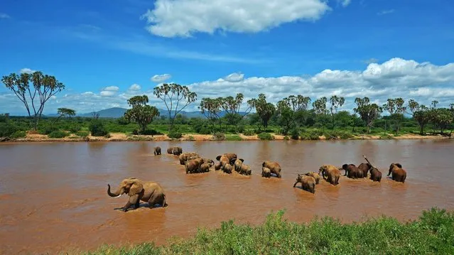 Elephants are pictured crossing the Ewaso Nyiro river in Samburu game reserve, on May 8, 2013. UNEP goodwill ambassador and Chinese actress Li Bingbing was on an official visit in Kenya to highlight issues of Africa’s poaching crisis. (Photo by Carl de Souza/Getty Images)