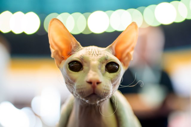 Nadezhda the Don Sphynx cat looks at the camera during the FIFe World Show Romania 2025, the world's largest cat event, held in a different country every year, which brought together more than 1000 cats from over 30 countries, in Bucharest, Romania, Saturday, October 25, 2025. (Photo by Andreea Alexandru/AP Photo)