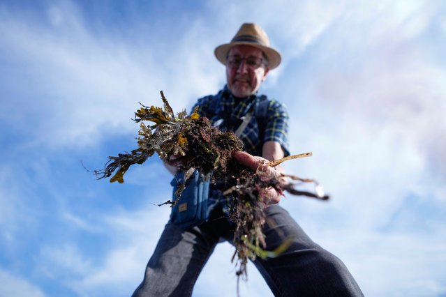 The tourist Guenter Hildebrandt searches for amber during a guided amber hunt for tourists at the beach of the Baltic Sea resort of Dahme, Germany, Tuesday, September 2, 2025. (Photo by Markus Schreiber/AP Photo)