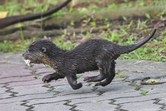 A smooth-coated otter cub runs along the pavement next to the Kallang River in Singapore on March 16, 2022. (Photo by Roslan Rahman/AFP Photo)