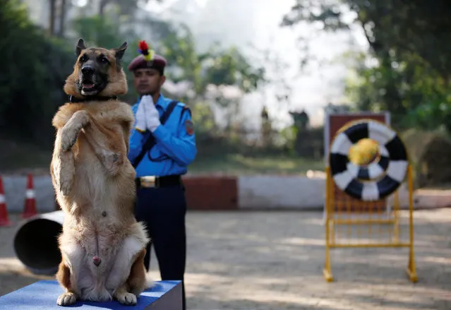 A police dog performs tricks during the dog festival as part of Tihar celebrations, also called Diwali, at the Central Police Dog Training School in Kathmandu, Nepal, October 29, 2016. (Photo by Navesh Chitrakar/Reuters)