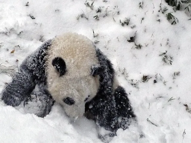 Sixteen-month-old Giant panda cub Bao Bao plays in the snow for the first time at the Smithsonian's National Zoo as a winter storm hits Washington January 6, 2015. The storm was part of a bitter cold snap freezing most of the eastern half of the United States, driving the mercury below zero in the Midwest, with possible freezing temperatures as far south as Atlanta later this week, forecasters said. (Photo by Devin Murphy/Reuters/Smithsonian's National Zoo)