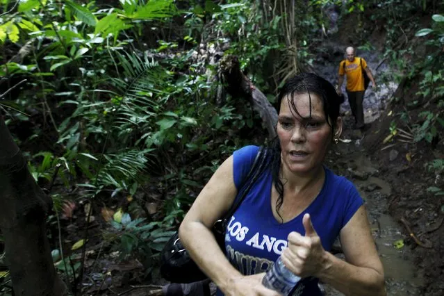 Cuban migrant Yamilen Arbelo, 40, walks down a hill as she crosses the border from Colombia through the jungle into La Miel, in the province of Guna Yala, Panama November 29, 2015. According to local authorities in La Miel, some 100 to 150 Cubans have been entering Panama from Colombia every day for the last three months. Scores of Cubans have come to Panama as they seek overland passage towards the United States fearing a recent detente between Washington and Havana could end their preferential treatment. (Photo by Carlos Jasso/Reuters)