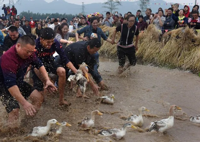 People catch ducks during a local game in Wuyi, Zhejiang Province, China, October 30, 2016. (Photo by Reuters/Stringer)