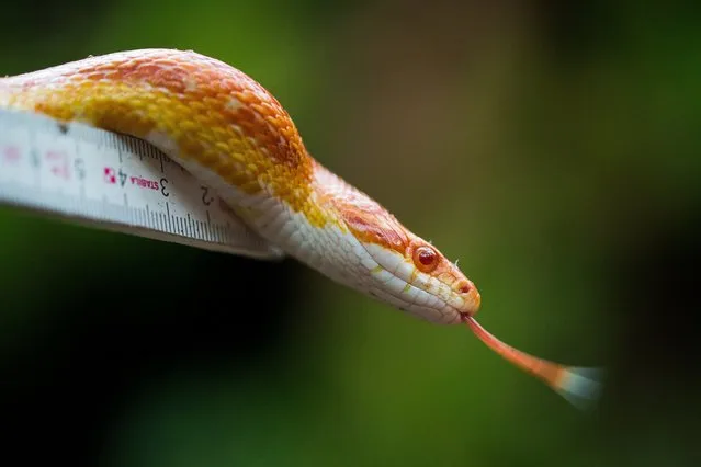 A corn snake sits on a rule during an animal inventory at the zoo in Duisburg, western Germany, on January 14, 2015. (Photo by Rolf Vennenbernd/AFP Photo/DPA)