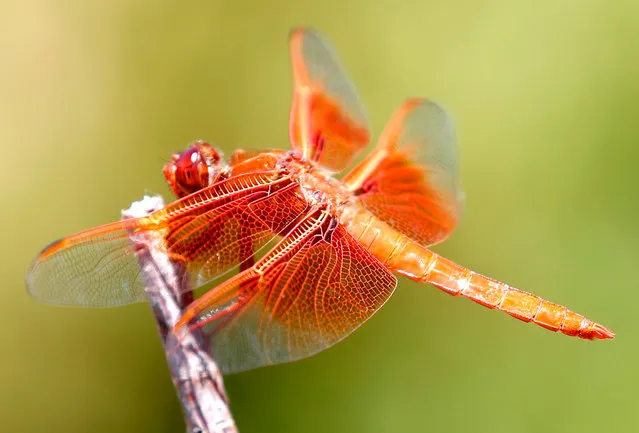 A Flame Skimmer or Firecracker Skimmer dragonfly (Libellula saturata) rests on a small branch in Topanga, California, USA, 18 June 2018. The Flame Skimmer dragonfly is found in the Western United States near ponds and creeks. (Photo by Mike Nelson/EPA/EFE)